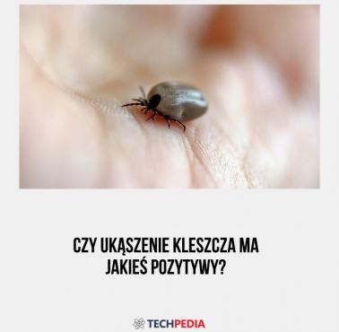 Czy ukąszenie kleszcza ma jakieś pozytywy?