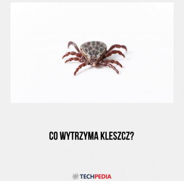 Co wytrzyma kleszcz?