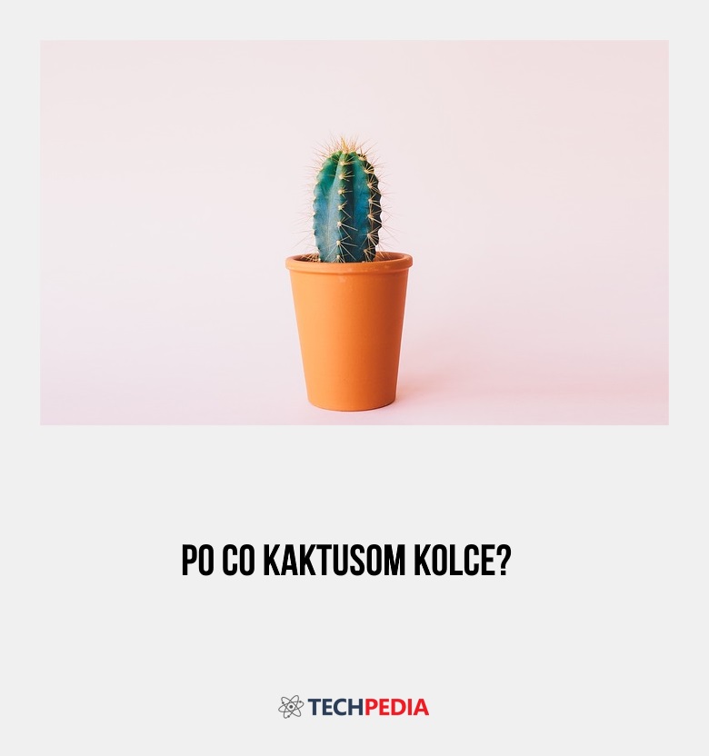 Po co kaktusom kolce?