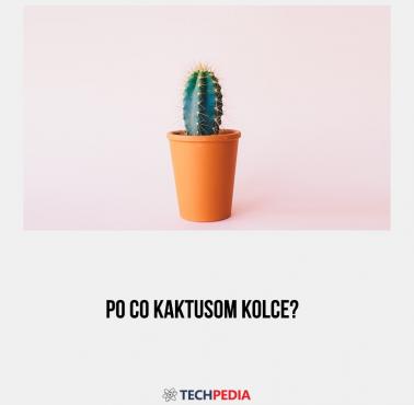 Po co kaktusom kolce?