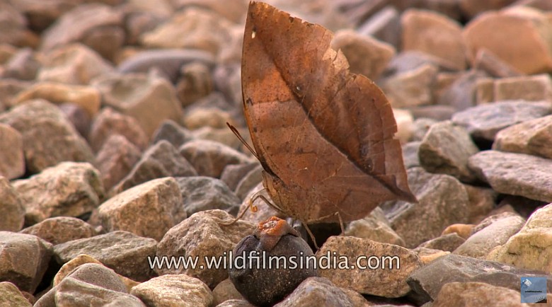 Kamuflaż motyla z gatunku range oakleaf (Park Narodowy Wielkich Himalajów, wideo HD)