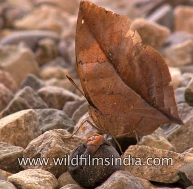 Kamuflaż motyla z gatunku range oakleaf (Park Narodowy Wielkich Himalajów, wideo HD)