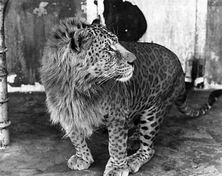 Leopon - hybryda samca lamparta z lwicą