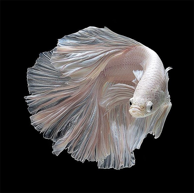 Bojownik wspaniały, bojownik syjamski (Betta splendens)