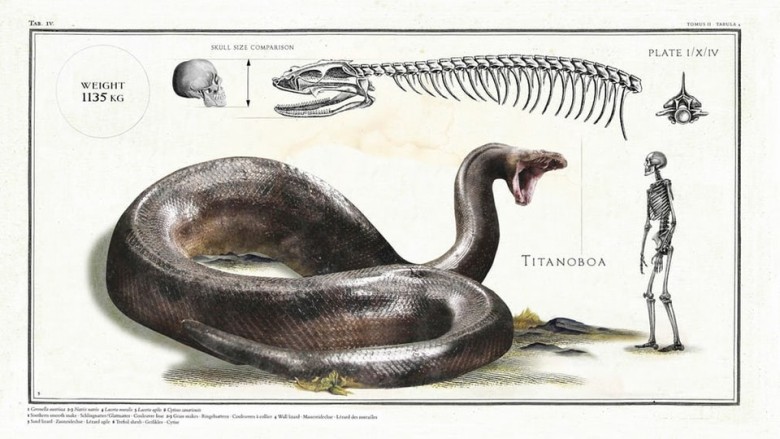 Titanoboa – gatunek olbrzymiego węża żyjącego na terenach obecnej Ameryki Południowej w okresie paleocenu