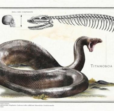 Titanoboa – rodzaj olbrzymiego węża żyjącego na terenach obecnej Ameryki Południowej w okresie paleocenu