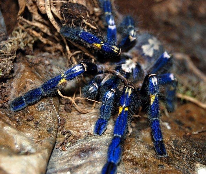 Poecilotheria metallica – indyjski gatunek pająka z rodziny ptasznikowatych