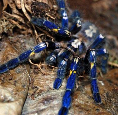 Poecilotheria metallica – indyjski gatunek pająka z rodziny ptasznikowatych