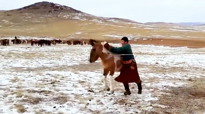 Oswajanie dzikiego konia w Mongolii