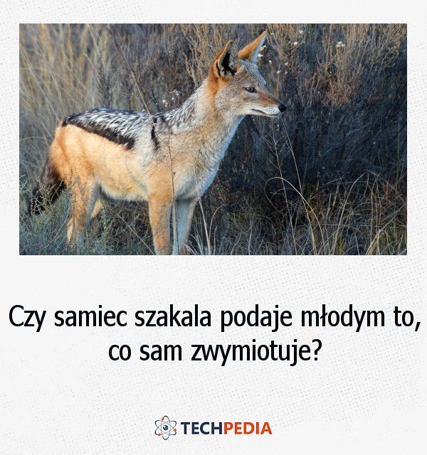 Czy samiec szakala podaje młodym to, co sam zwymiotuje?