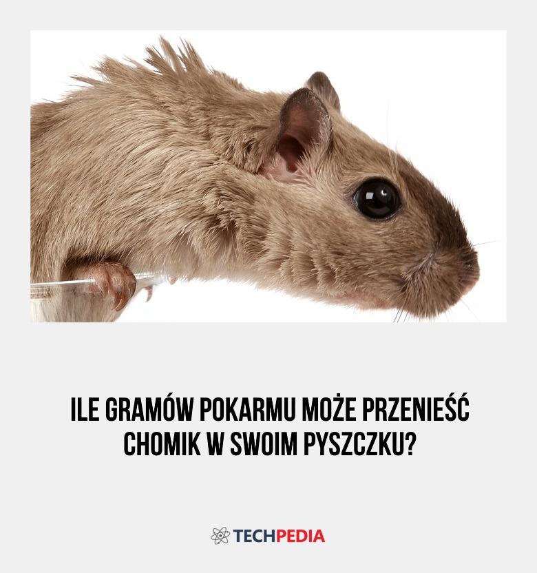 Ile gramów pokarmu może przenieść chomik w swoim pyszczku?