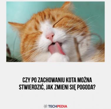 Czy po zachowaniu kota można stwierdzić, jak zmieni się pogoda?