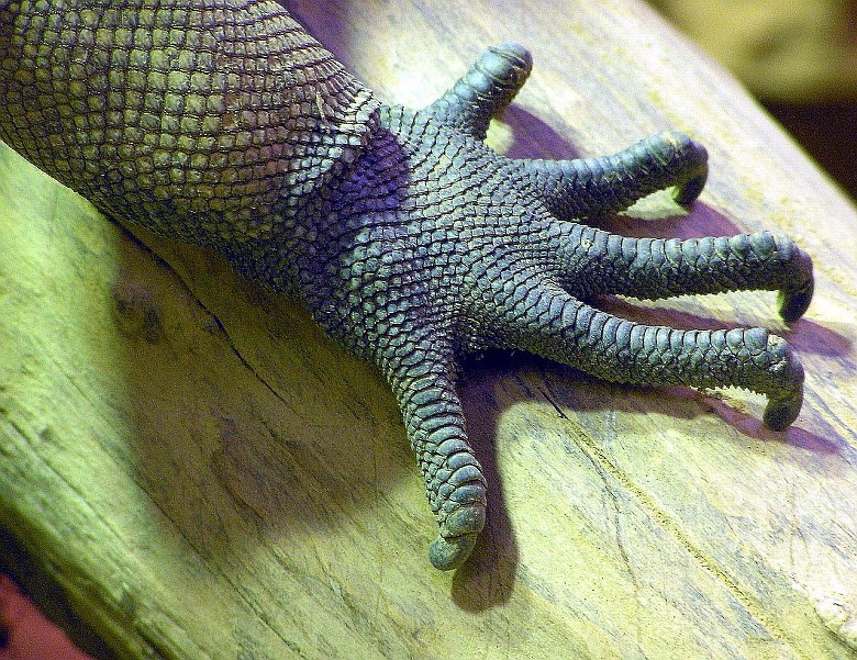 Pazur legwana zielonego (Iguana iguana)