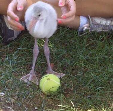 Mały flaming (Phoenicopteridae)