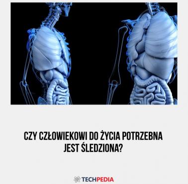 Czy człowiekowi do życia potrzebna jest śledziona?