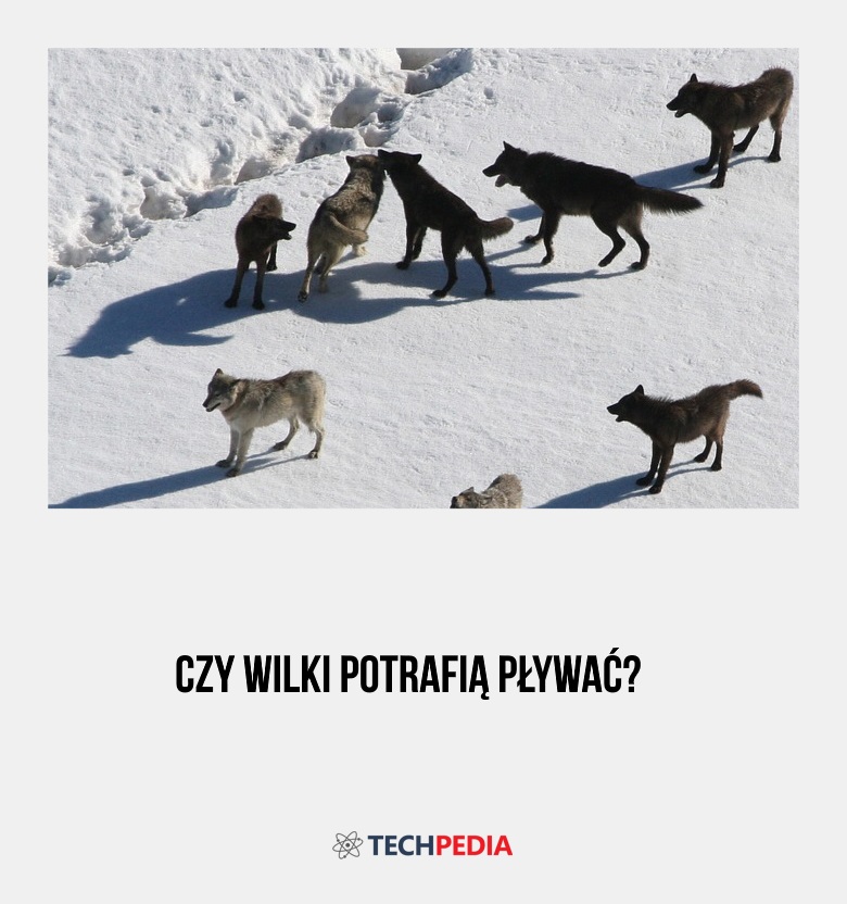 Czy wilki potrafią pływać?