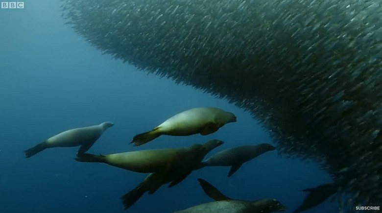 Wieloryb, tuńczyki, rekin, morskie ptaki, delfiny i morskie lwy podczas polowania na sardynki, BBC Earth (wideo HD)