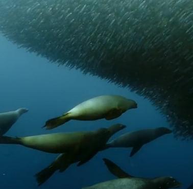 Wieloryb, tuńczyki, rekin, morskie ptaki, delfiny i morskie lwy podczas polowania na sardynki, BBC Earth (wideo HD)