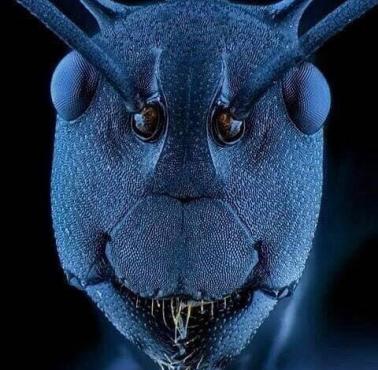 Mrówka pod mikroskopem elektronowym