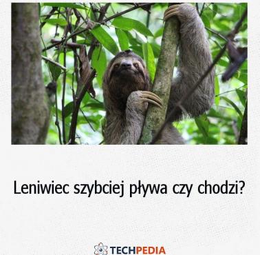 Leniwiec szybciej pływa czy chodzi?