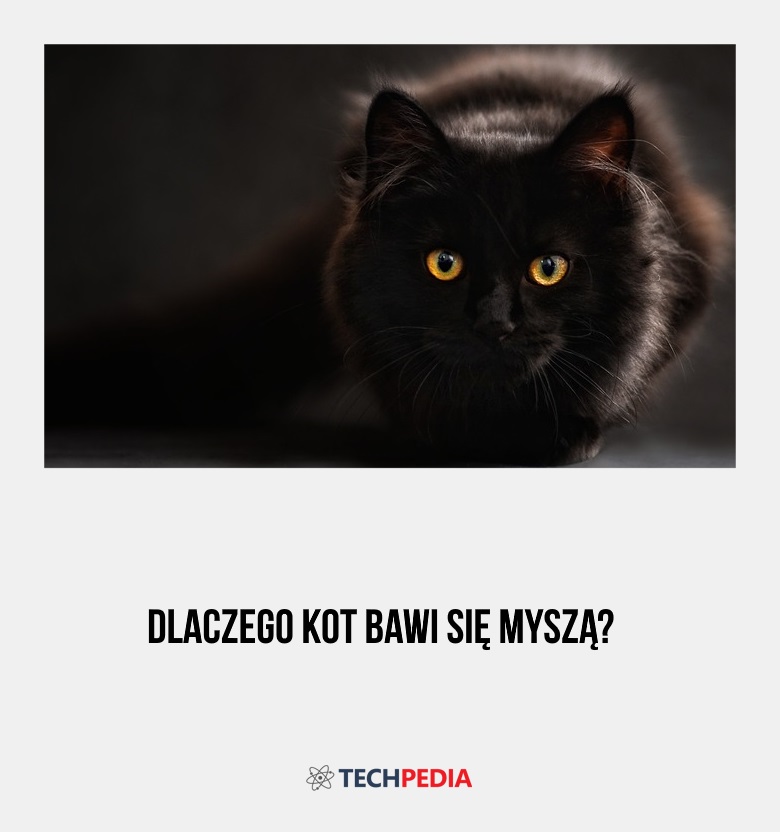 Dlaczego kot bawi się myszą?