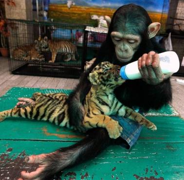  Zoo w Bangkoku. 2-letnia szympansiczka Do Do karmi 2-miesięcznego tygrysa Aorna.