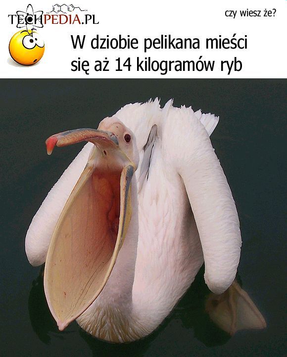 W dziobie pelikana mieści się aż 14 kilogramów ryb 