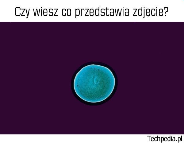 Co przedstawia zdjęcie?