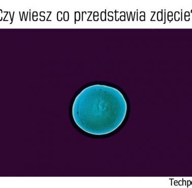 Co przedstawia zdjęcie?