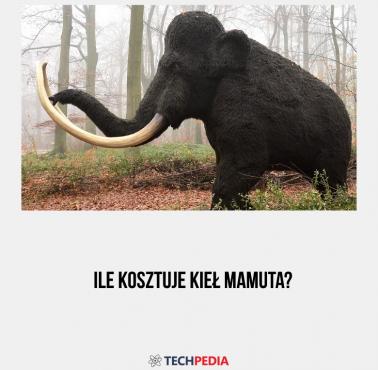 Ile kosztuje kieł mamuta?