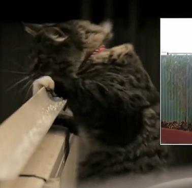 Sprytne zabezpieczenie, aby kot nie mógł przeskoczyć ogrodzenia (wideo HD)