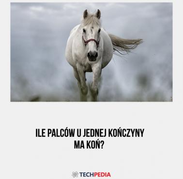 Ile palców u jednej kończyny ma koń?