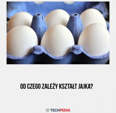 Od czego zależy kształt jajka?