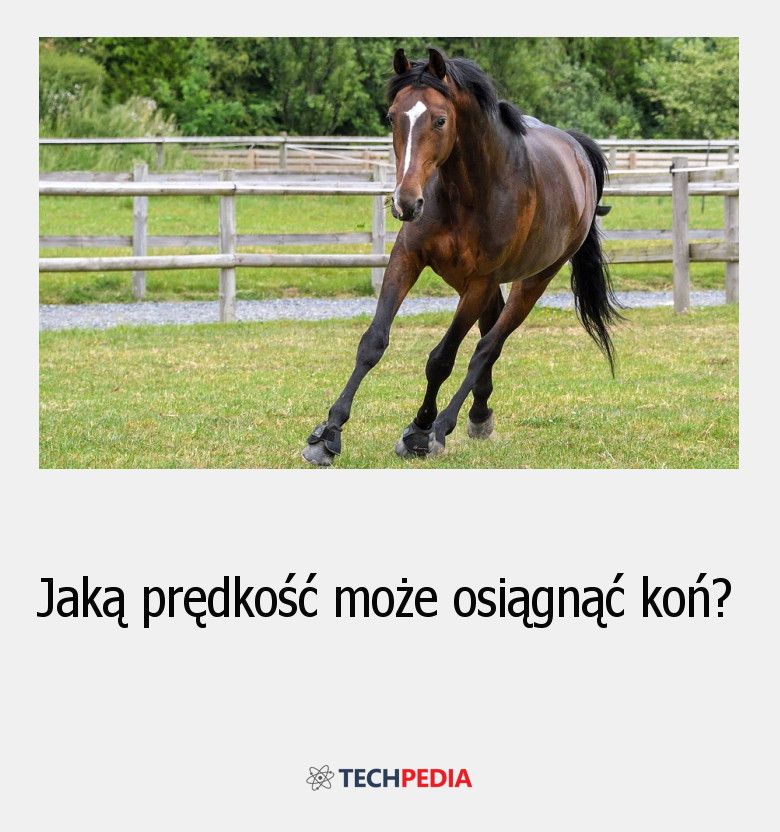 Jaką prędkość może osiągnąć koń?