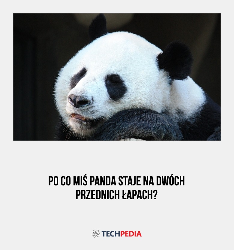 Po co miś panda staje na dwóch przednich łapach?