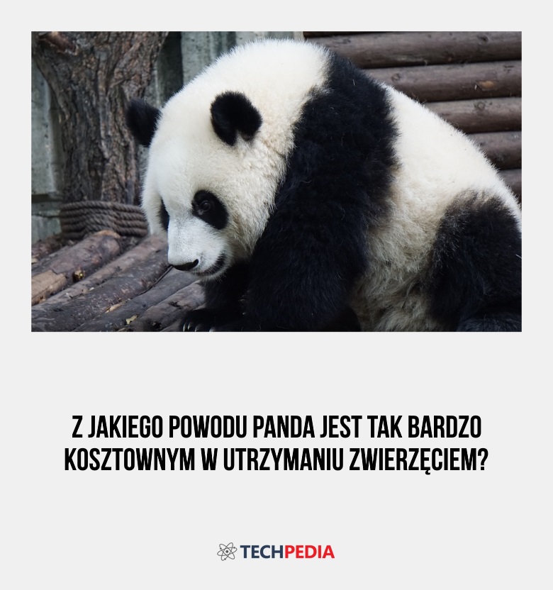Z jakiego powodu panda jest tak bardzo kosztownym w utrzymaniu zwierzęciem?