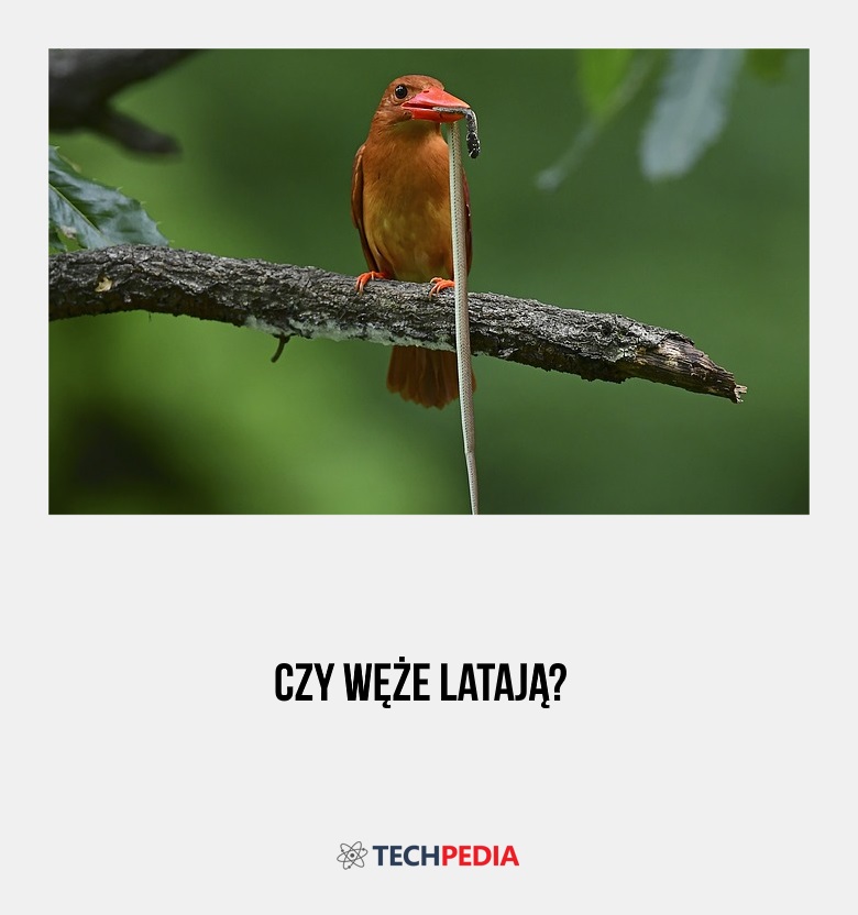 Czy węże latają?