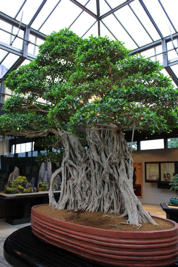 Najstarsze (ok. 1000 lat) na świecie drzewo bonsai znajduje się we Włoszech (wystawa Crespi)