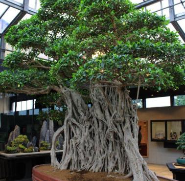 Najstarsze (ok. 1000 lat) na świecie drzewo bonsai znajduje się we Włoszech (wystawa Crespi)