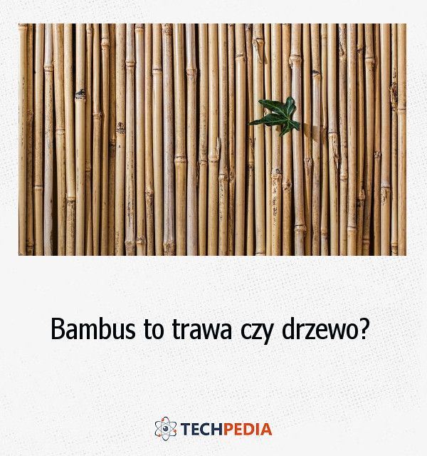 Bambus to trawa czy drzewo?