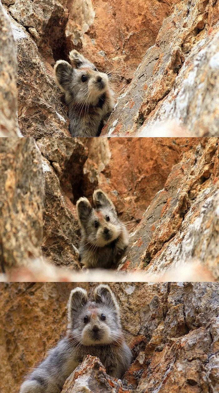 Szczekuszka urwiskowa (Ochotona iliensis) - szacuje się, że na świecie żyje zaledwie ok. 2 tys. zwierząt tego gatunku