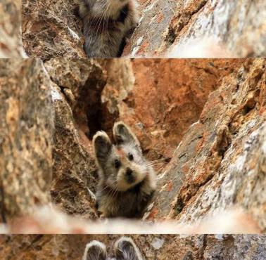 Szczekuszka urwiskowa (Ochotona iliensis)  - szacuje się, że na świecie żyje zaledwie ok. 2 tys. zwierząt tego gatunku