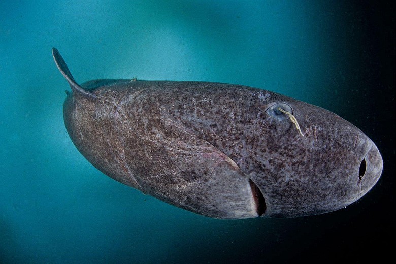 Rekin polarny (Somniosus microcephalus) może urosnąć do ponad 7 metrów i żyć nawet ok. 400 lat