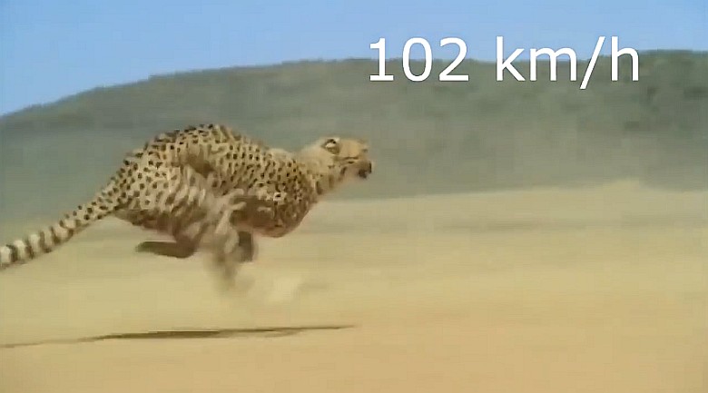 Gepard (Acinonyx) rozpędzony do 102km/h (wideo)