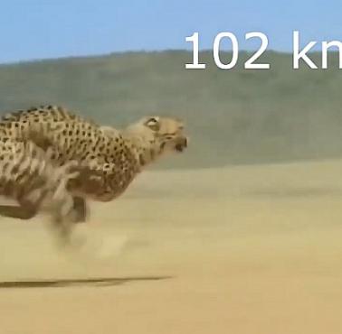 Gepard (Acinonyx) rozpędzony do 102km/h (wideo)