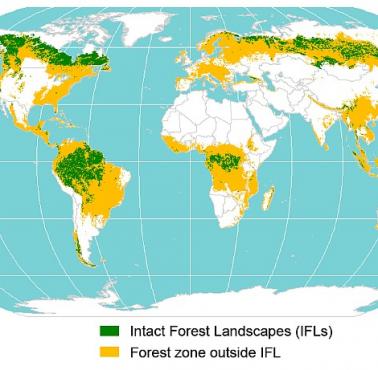 Nienaruszone obszary leśne na świecie