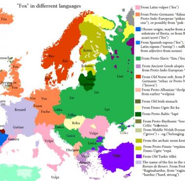 Słowo "lis" w różnych europejskich językach