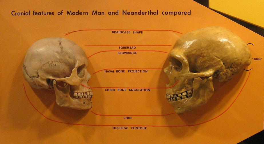 Czaszka człowieka i neandertalczyka