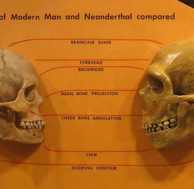 Czaszka człowieka i neandertalczyka