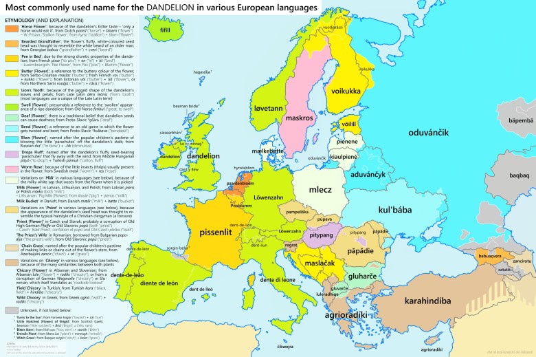 Słowo mlecz w różnych europejskich językach